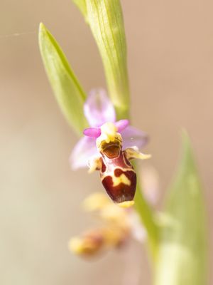 Ophrys oestrifera