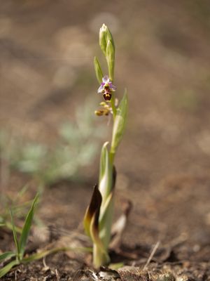 Ophrys oestrifera