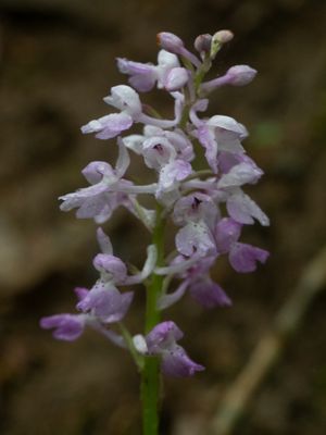 Anacamptis morio / Harlekijn / Green-winged Orchid
