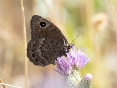 Kleine saterzandoog / Black Satyr / Satyrus actaea