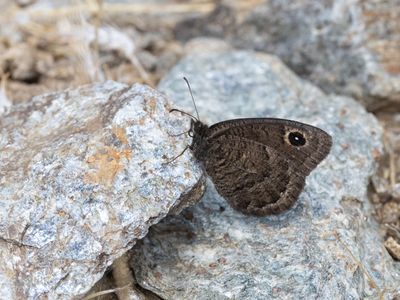 Kleine saterzandoog / Black Satyr / Satyrus actaea