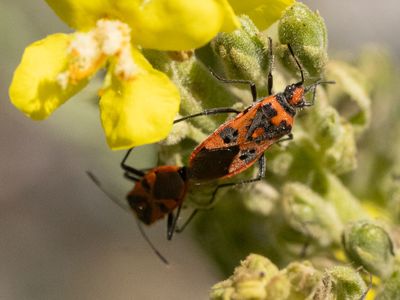 Kaneelglasvleugelwants / Cinnamon Bug / Corizus hyoscyami
