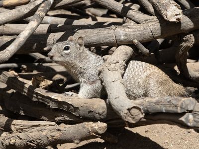 Rotsgrondeekhoorn / Rock Squirrel / Otospermophilus variegatus