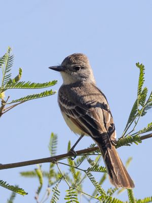 Ash-throated Flycatcher / Grijskeeltiran / Myiarchus cinerascens