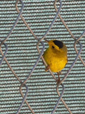 Wilson's Warbler / Wilsons Zanger / Cardellina pusilla