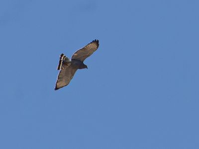 Gray Hawk / Grijze buizerd / Buteo plagiatus