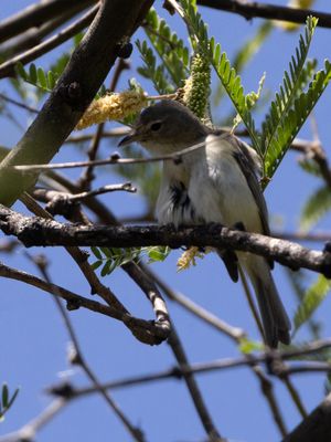 Bells Vireo / Bells Vireo / Vireo bellii