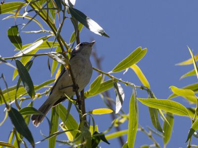 Bells Vireo / Bells Vireo / Vireo bellii