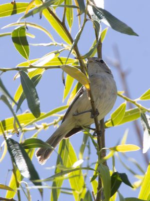 Bells Vireo / Bells Vireo / Vireo bellii