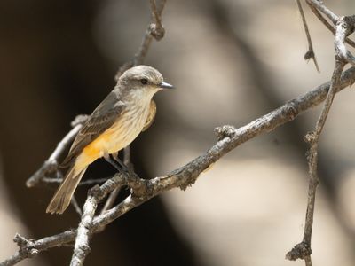 Vermilion flycatcher / Rode tiran / Pyrocephalus obscurus