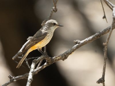 Vermilion flycatcher / Rode tiran / Pyrocephalus obscurus