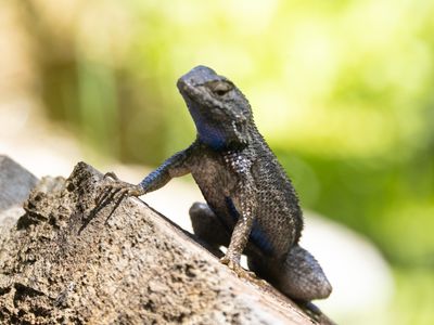 Westelijke haagleguaan / Western fence lizard / Sceloporus occidentalis