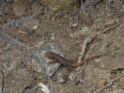 Westelijke haagleguaan / Western fence lizard / Sceloporus occidentalis