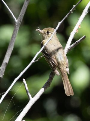 Western Flycatcher / Oeverfeetiran / Empidonax difficilis
