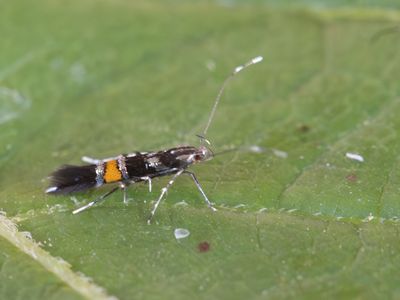 Hopprachtmot / Cosmopterix zieglerella