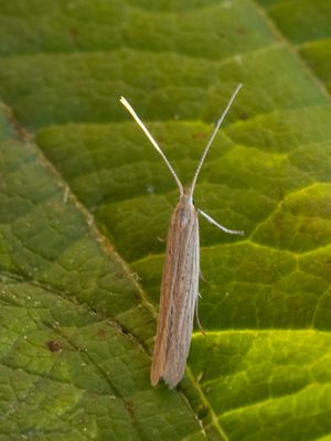 Bleekgestreepte meldekokermot / Coleophora versurella