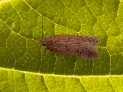 Oranje mospalpmot / Bryotropha terrella