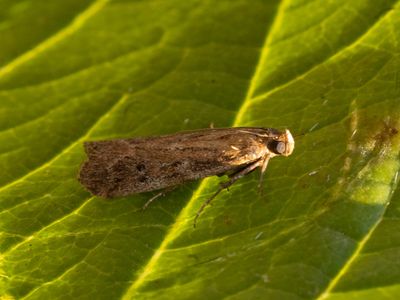 Kleine tijmlichtmot / Delplanqueia dilutella