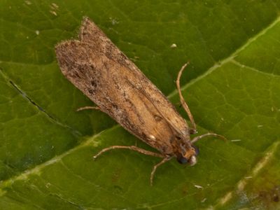 Kleine tijmlichtmot / Delplanqueia dilutella