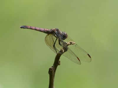 Ferruginous Glider / Tramea limbata