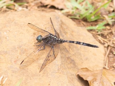Bold Skimmer / Orthetrum stemmale