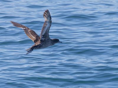 Sooty shearwater / Grauwe pijlstormvogel / Ardenna griseus