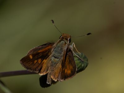 Umber Skipper / Poanes melane