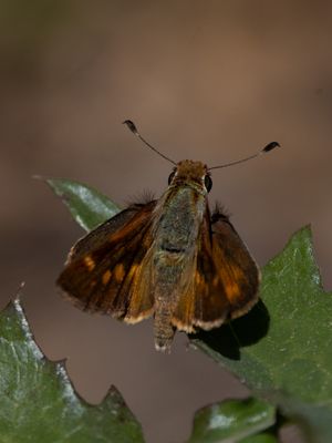 Umber Skipper / Poanes melane