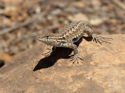 Common Side-blotched Lizard / Gevlekte leguaan / Uta stansburiana