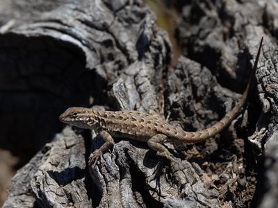 Common Side-blotched Lizard / Gevlekte leguaan / Uta stansburiana