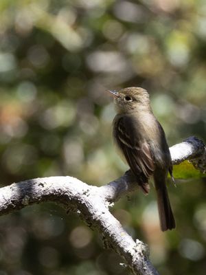 Western Flycatcher / Oeverfeetiran / Empidonax difficilis