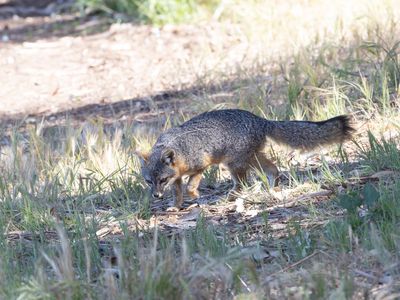 Island Fox / Eilandvos / Urocyon littoralis