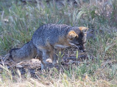 Island Fox / Eilandvos / Urocyon littoralis