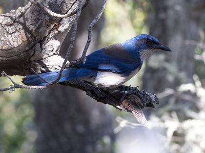 Island Scrub-Jay / Eilandstruikgaai / Aphelocoma insularis