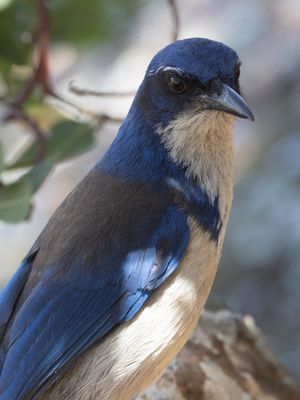 Island Scrub-Jay / Eilandstruikgaai / Aphelocoma insularis