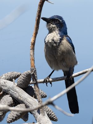 Island Scrub-Jay / Eilandstruikgaai / Aphelocoma insularis