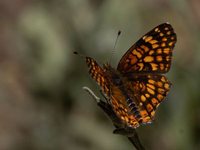 Gabb's Checkerspot / Chlosyne gabbii