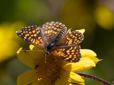 Gabb's Checkerspot / Chlosyne gabbii