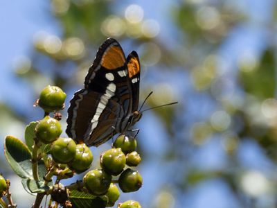 California Sister / Adelpha californica