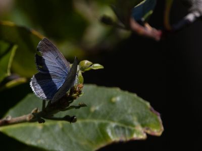Echo Azure / Celastrina echo