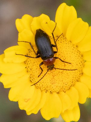 Comb-clawed beetle / Heliotaurus ruficollis
