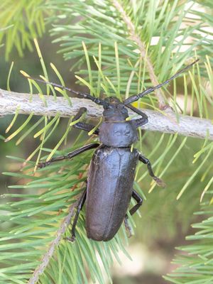 Rhaesus serricollis