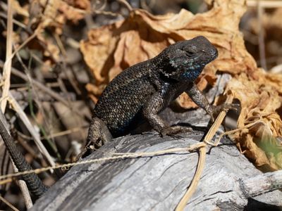 Westelijke haagleguaan / Western fence lizard / Sceloporus occidentalis