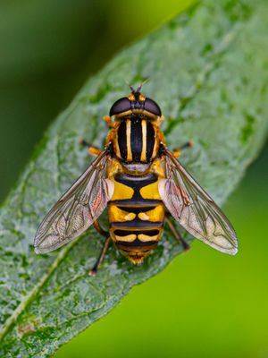 Gewone pendelvlieg / Tiger Marsh Fly / Helophilus pendulus
