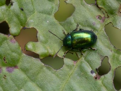 Groen zuringhaantje / Green Dock Beetle / Gastrophysa viridula