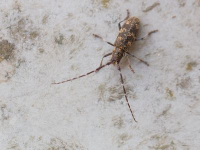 Dennen-geelschildboktor / Black Pine Sawyer Beetle / Monochamus galloprovincialis