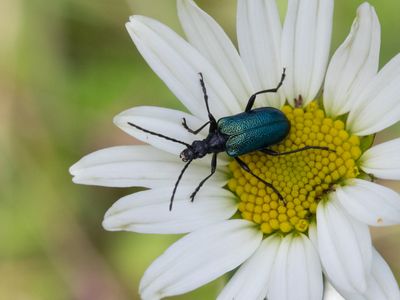 Gaurotes virginea