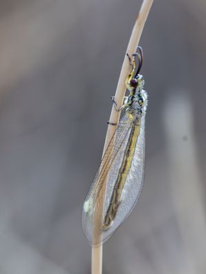 myrmecaelurus_trigrammus