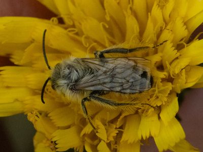 Gewone pluimvoetbij / Pantaloon Bee / Dasypoda hirtipes