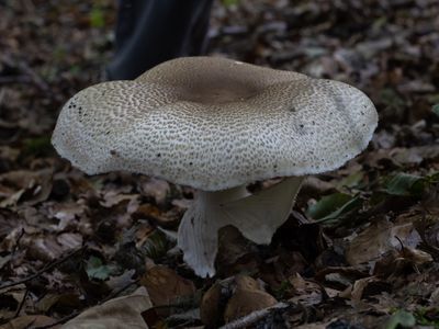 Agaricus augustus / Reuzenchampignon / The Prince